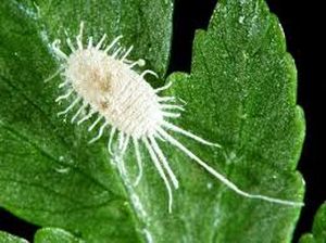 uploads/images/pest/mealy bug.jpg
